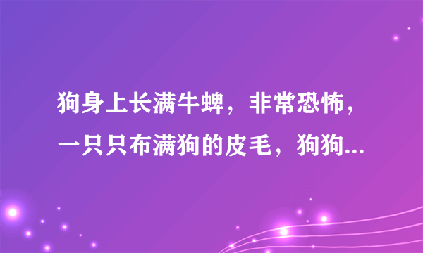 狗身上长满牛蜱，非常恐怖，一只只布满狗的皮毛，狗狗会不会被吸干血呀