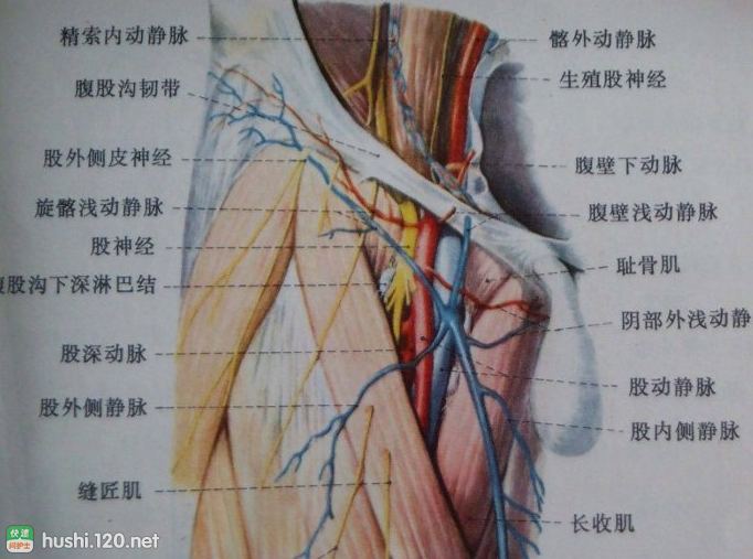股静脉穿刺法的股静脉穿刺具体方法